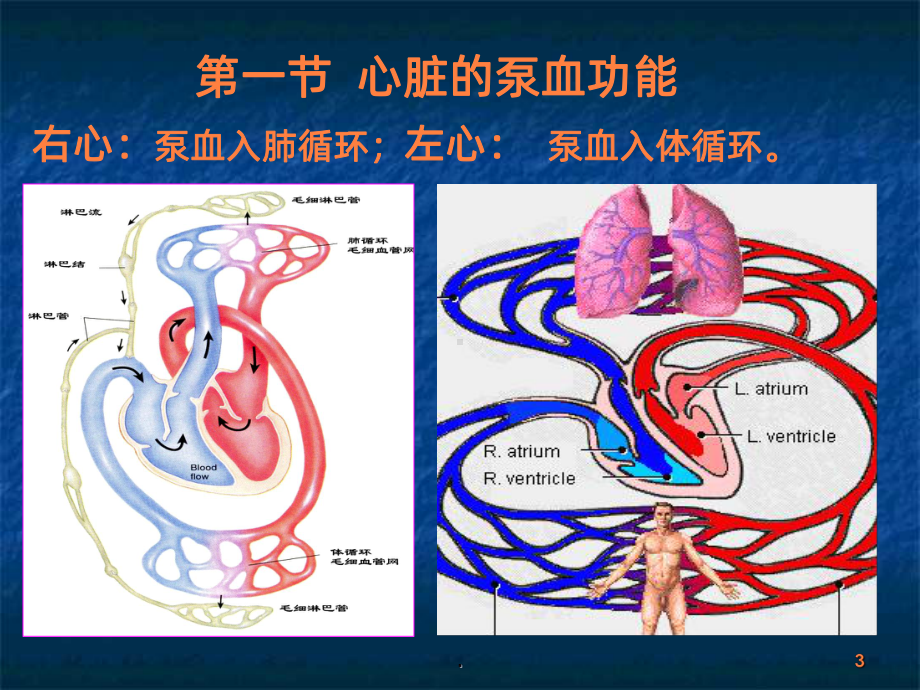 生理学血液循环PPT课件.ppt_第3页