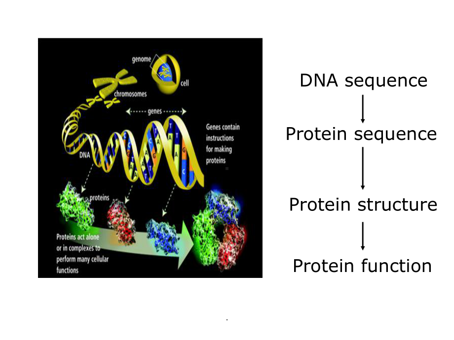 蛋白质的序列分析及结构预测ppt课件.ppt_第2页