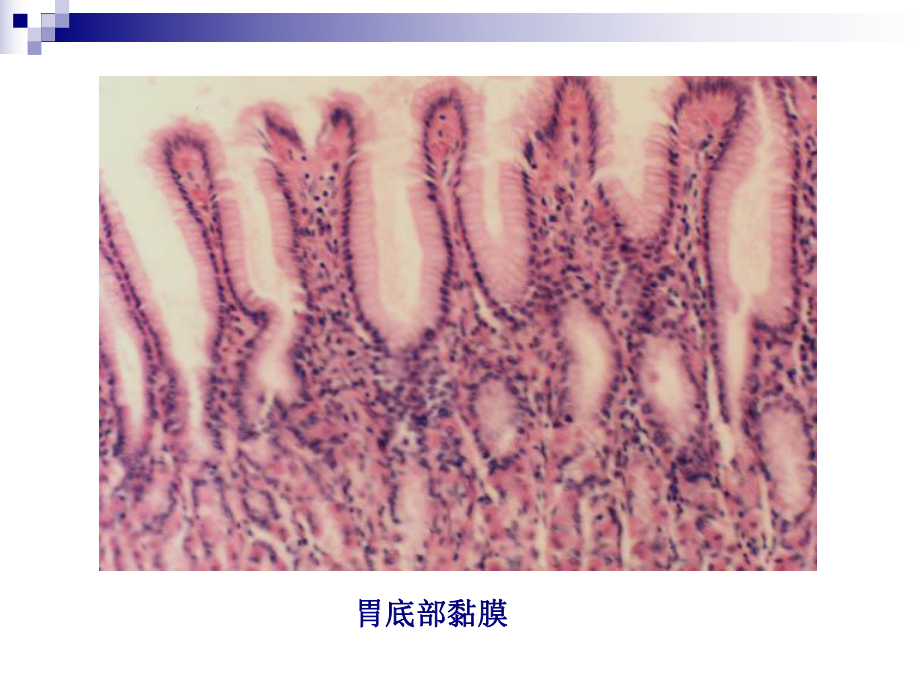 组织学与胚胎学切片图1 ppt课件.ppt_第3页