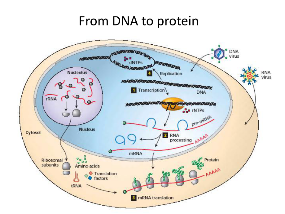 生物化学与分子生物学学习课件：蛋白质的生物合成 2.pptx_第3页