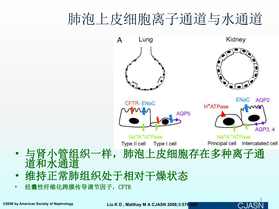 ARDS患者液体管理策略ppt课件.ppt_第3页