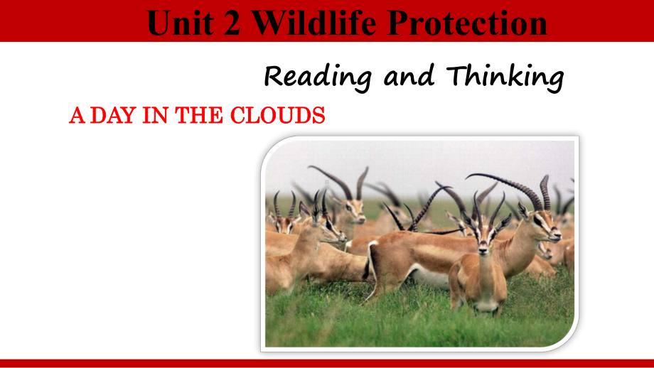 Unit 2 Wildlife Protection Reading and Thinking ppt课件-（2019）新人教版高中英语必修第二册 (3).pptx_第1页