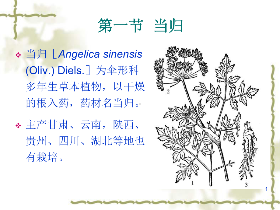 [药用植物栽培学]当归栽培技术ppt课件.ppt_第1页