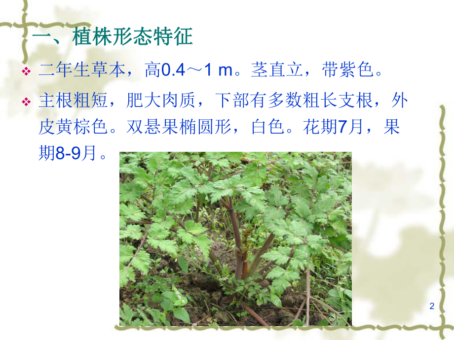 [药用植物栽培学]当归栽培技术ppt课件.ppt_第2页