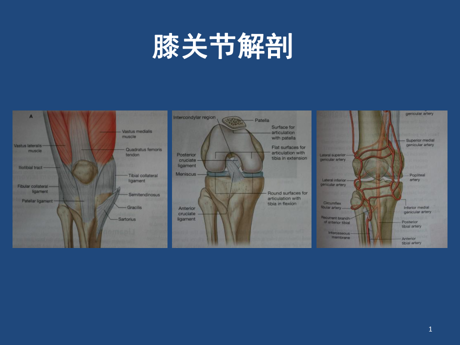 膝关节解剖详细图解ppt课件.ppt_第1页