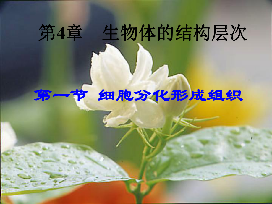 细胞分化形成组织课件l.ppt_第1页