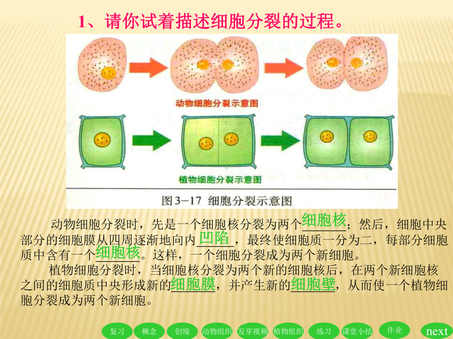 细胞分化形成组织课件l.ppt_第2页