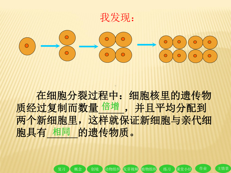 细胞分化形成组织课件l.ppt_第3页