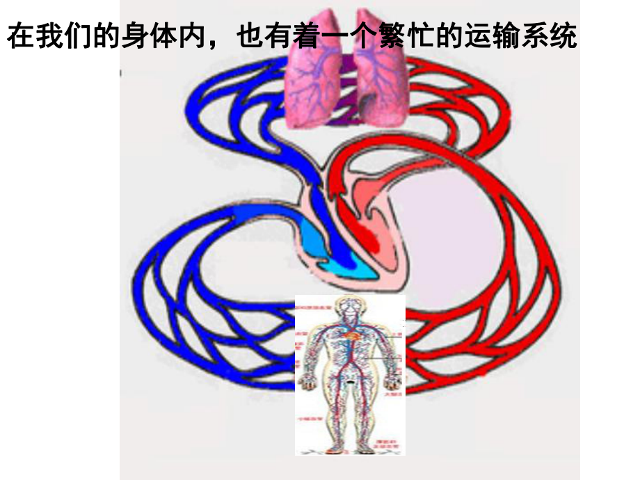 第一节流动的组织—血液-PPT课件.ppt_第2页