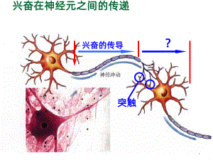 兴奋在神经元之间的传递PPT课件.ppt