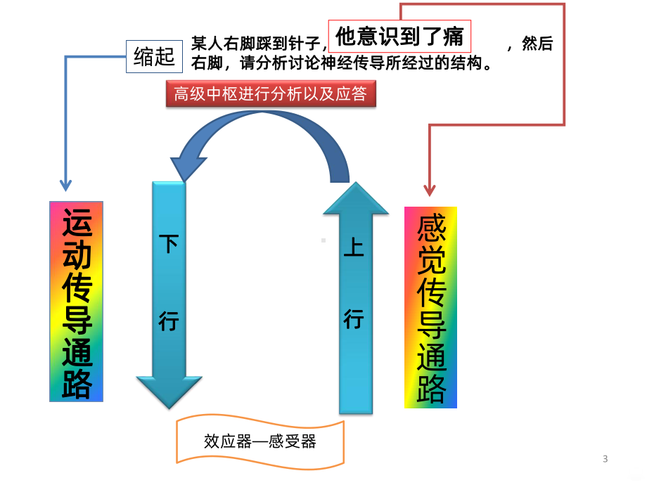 踩到钉子的传导通路PPT课件.ppt_第3页