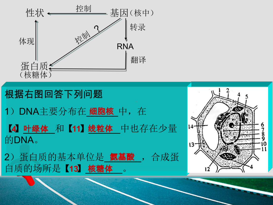 生物：3.4《遗传信息的表达-RNA与蛋白质的合成》课件（浙科版必修2）.ppt_第2页