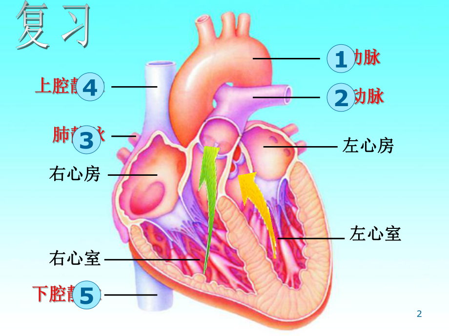 血液循环途径ppt课件.ppt_第2页