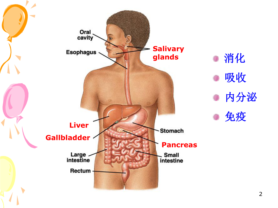 生理学消化与吸收ppt课件.ppt_第2页