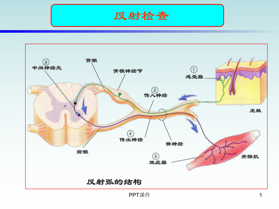 反射检查-ppt课件.ppt_第1页