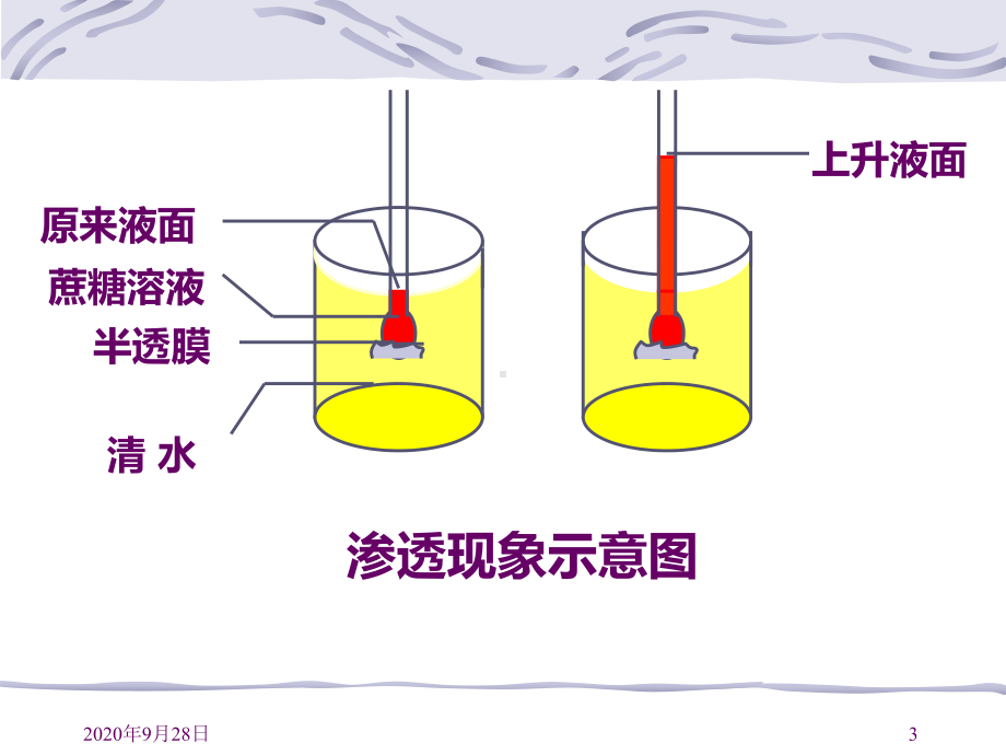 物质跨膜运输的实例-PPT课件.pptx_第3页