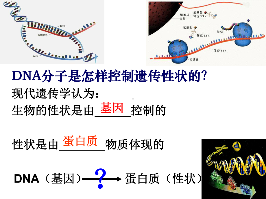 甘肃省会宁县第四中学高中生物必修二课件：4.1基因指导蛋白质的合成(共35张PPT).ppt_第2页