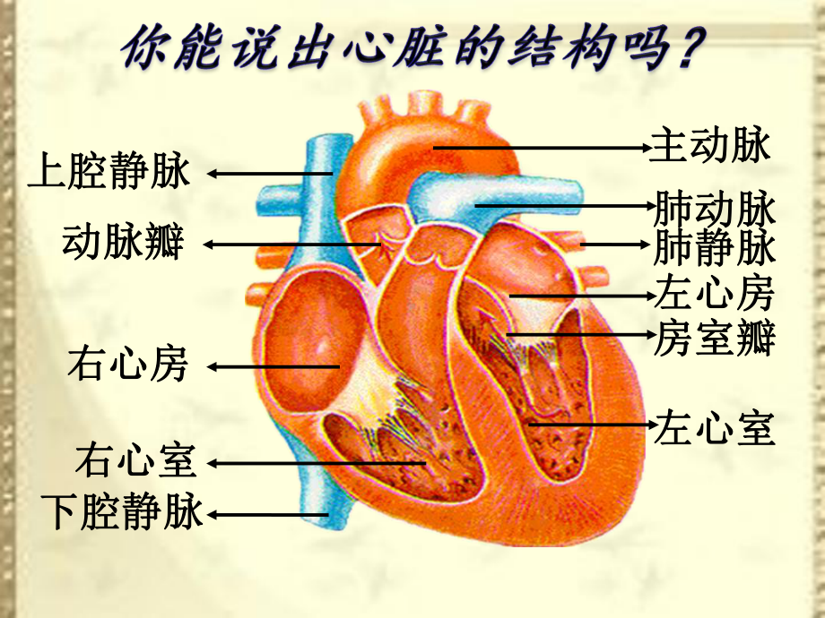 血液循环的途径课件.ppt_第3页