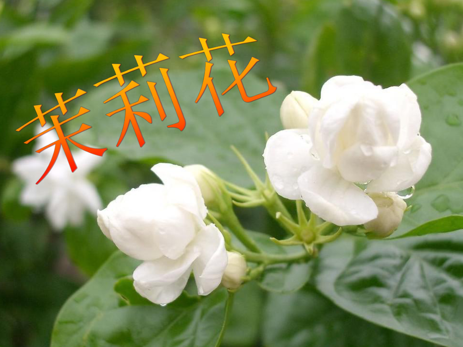 茉莉花欣赏课件分析18页PPT.ppt_第1页