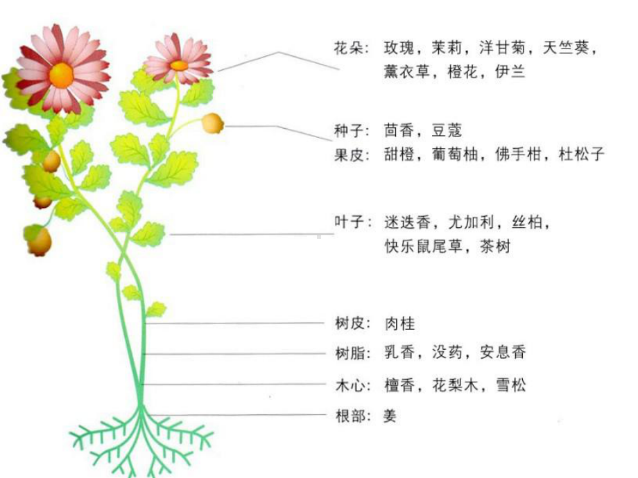 精油基础必须知识精油的使用方法PPT课件.ppt_第3页