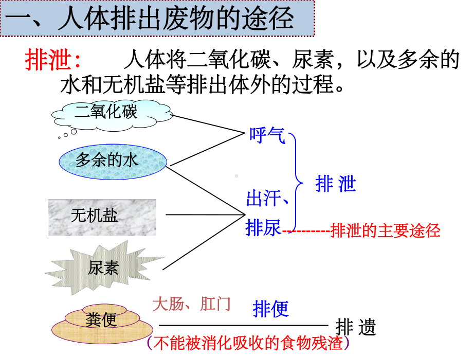 第五章人体内废物的排出ppt课件.ppt_第3页