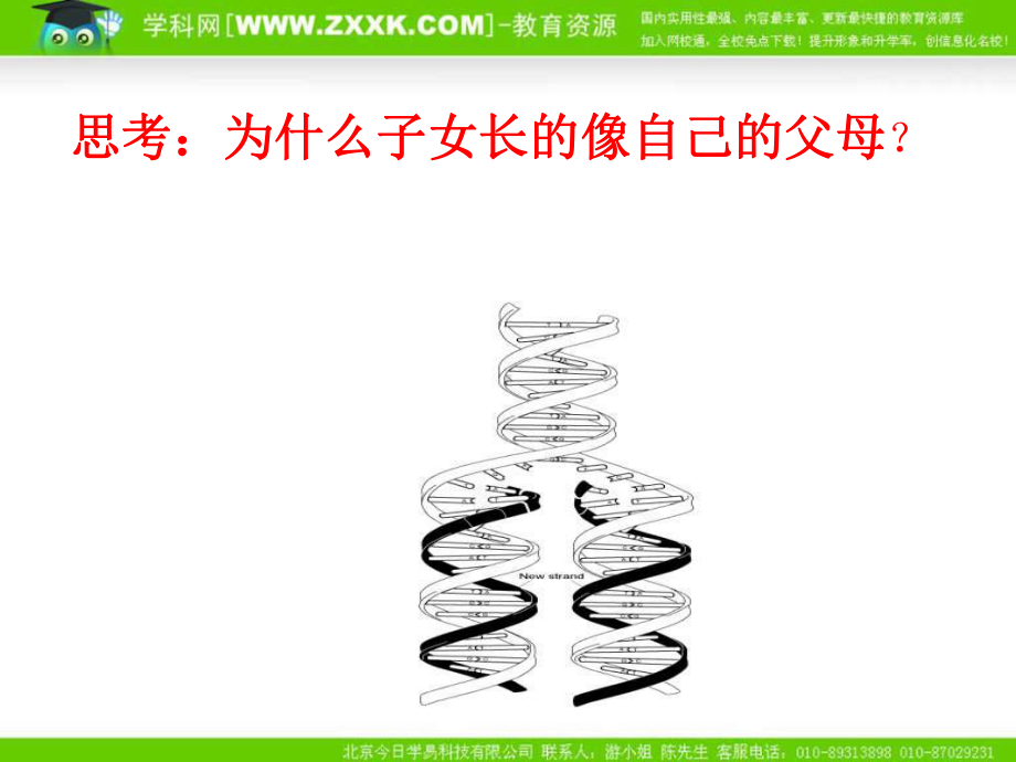 沪科版生物第二册第二节《 DNA复制和蛋白质合成 》ppt课件之二[最新].ppt_第2页