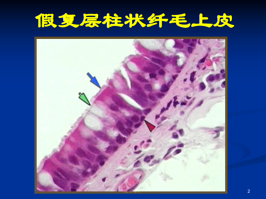 组织胚胎学复习课件-PPT课件.ppt_第2页