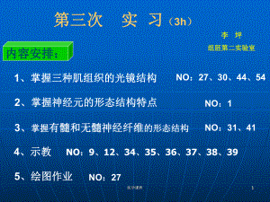 组织胚胎学第三次实习-PPT课件.ppt