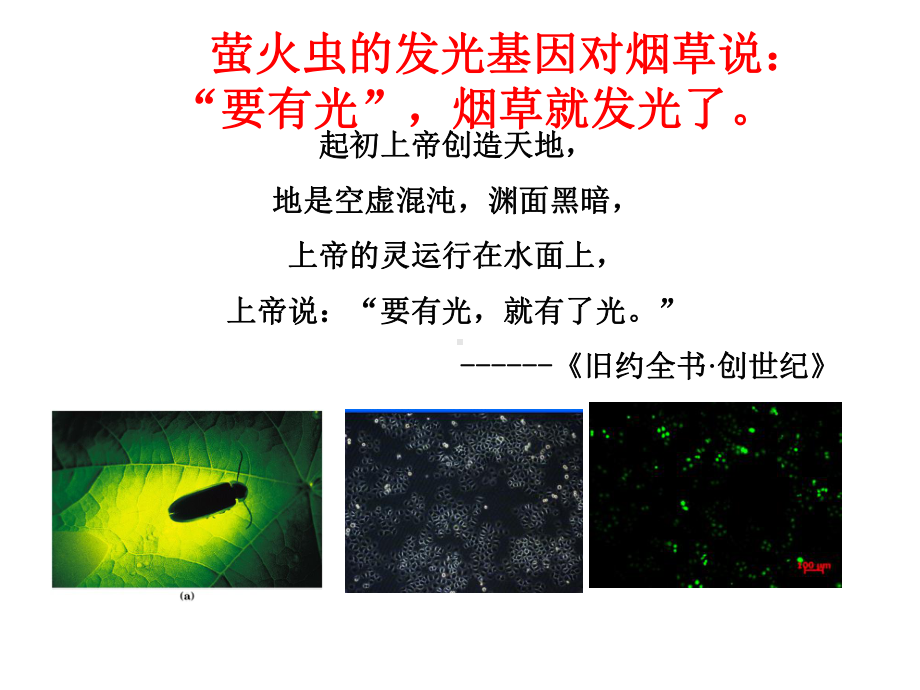 DNA重组及重组DNA技术PPT课件.pptx_第2页