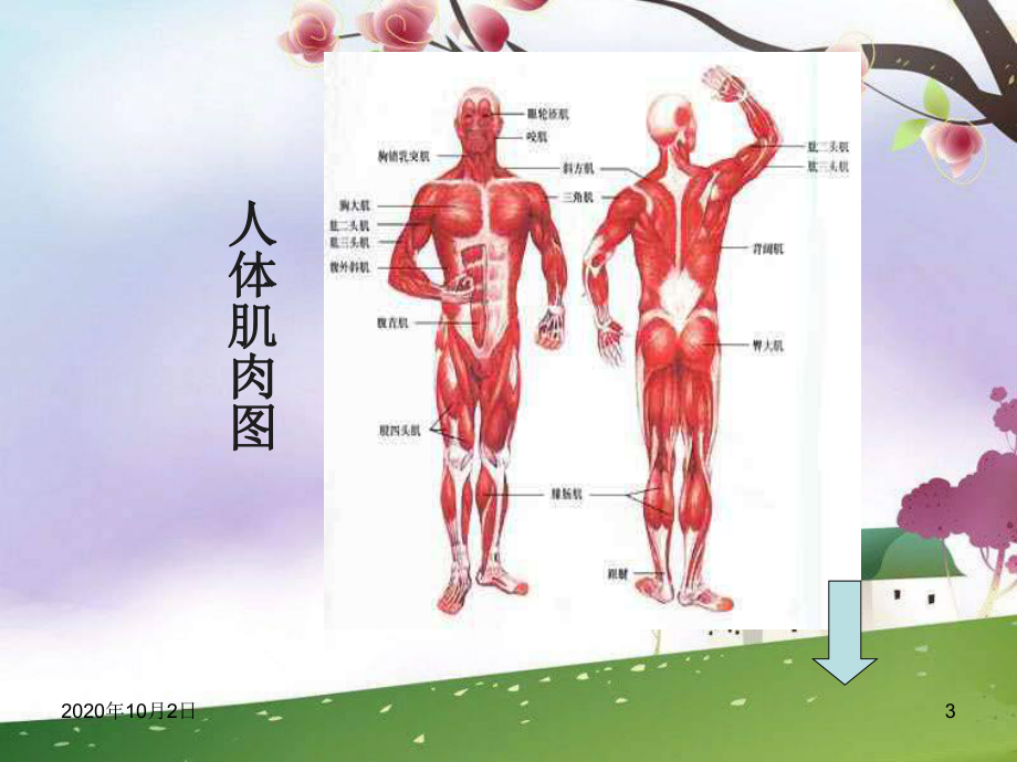 人体与运动ppt(人教版体育与健康)PPT课件.ppt_第3页