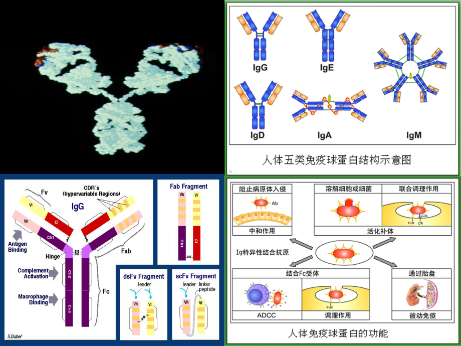 病理学与病理生理学-3硕士生-病理与病生04课件.ppt_第2页