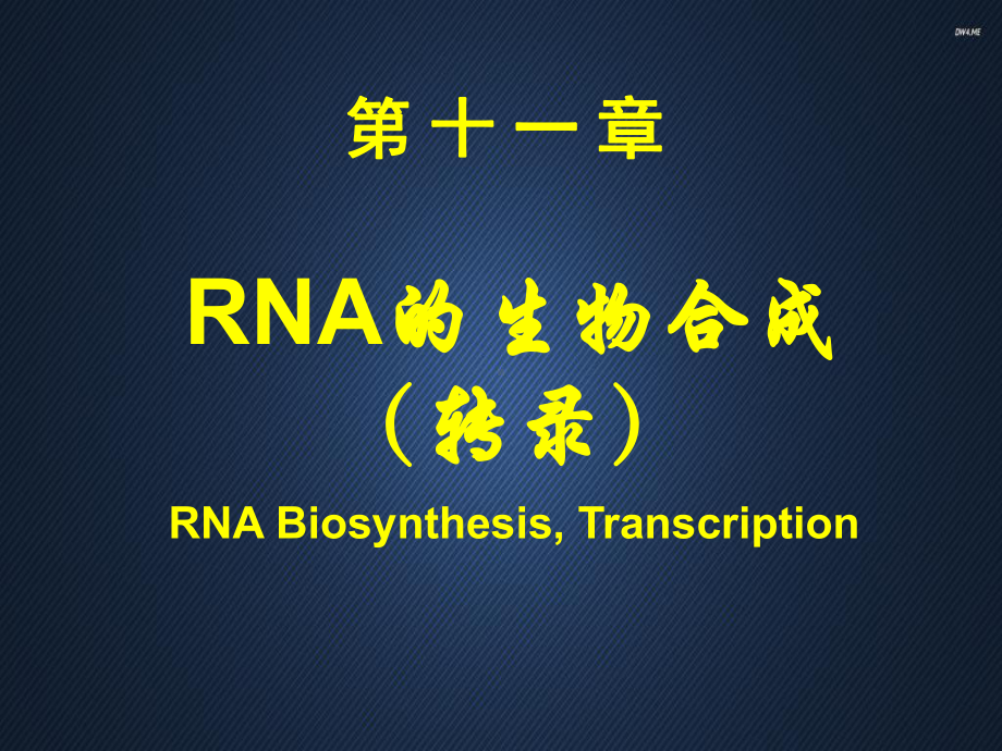 RNA的生物合成-ppt课件.ppt_第1页