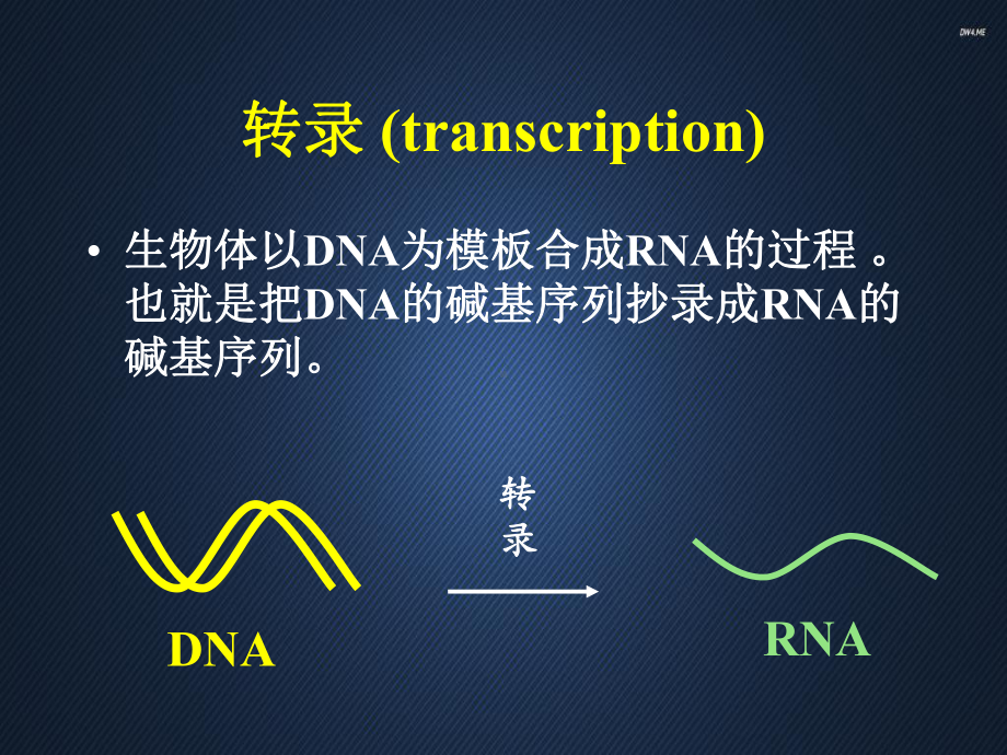 RNA的生物合成-ppt课件.ppt_第2页