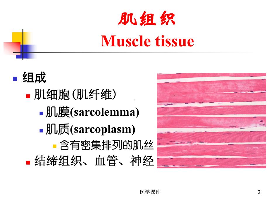 组织学与胚胎学-肌组织-PPT课件.ppt_第2页