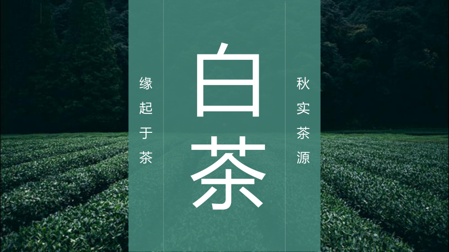 中华传统茶文化茶艺白茶介绍讲座课件.pptx_第1页