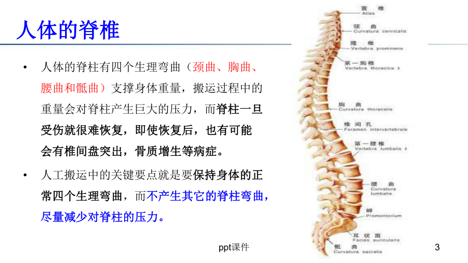 搬运作业中的安全-ppt课件.pptx_第3页