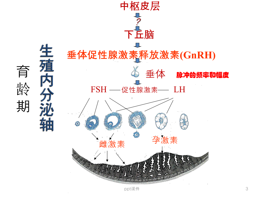 女性常用激素检查及解读-ppt课件.ppt_第3页