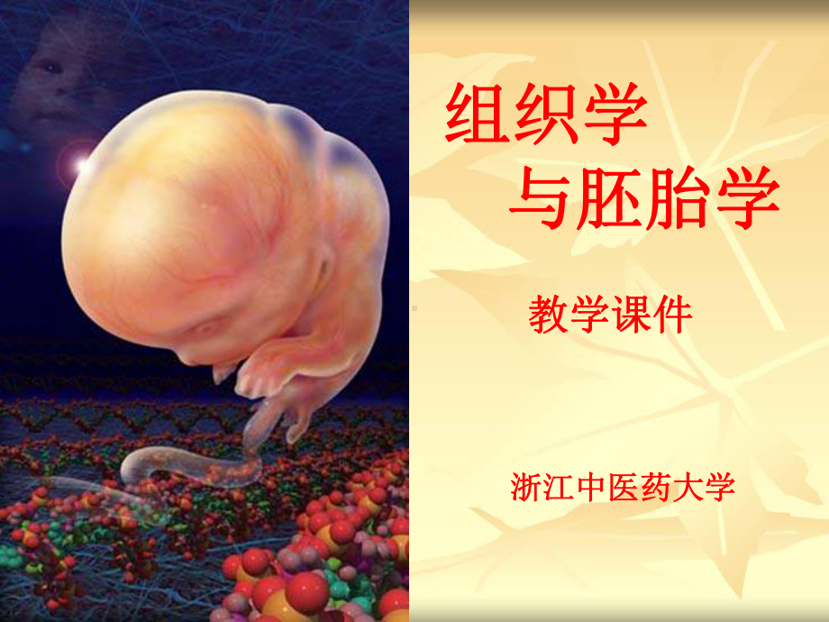 组织学与胚胎学结缔组织-PPT课件.ppt_第1页