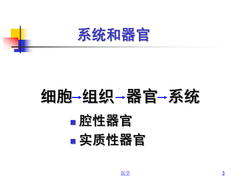 组织胚胎学-循环系统-PPT课件.ppt_第3页