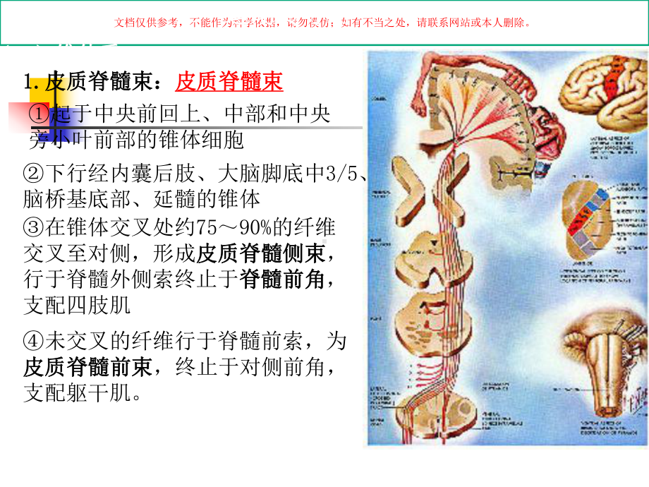 运动系统感觉系统课件.ppt_第3页