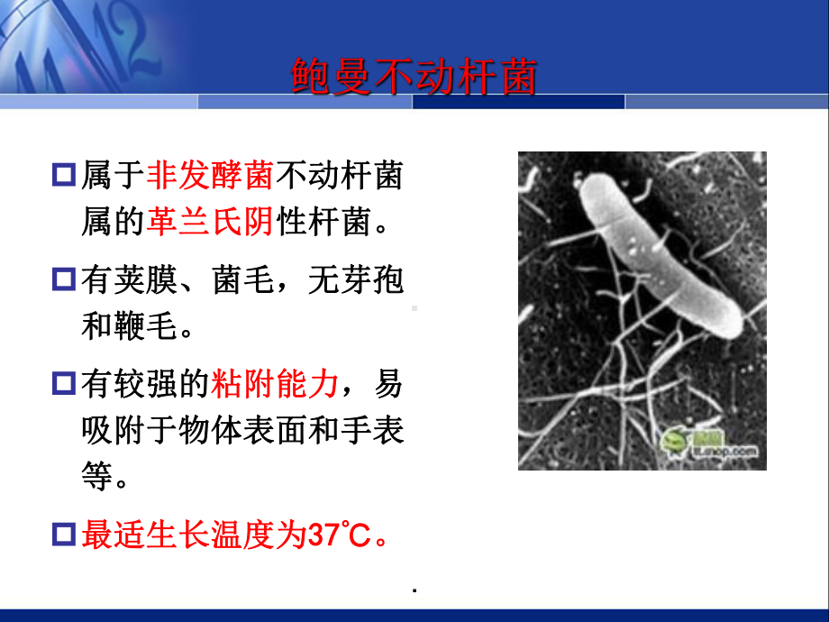 鲍曼不动杆菌的诊治规范课件.ppt_第3页