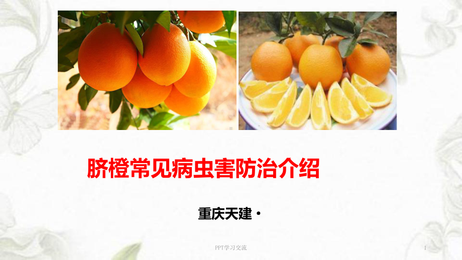 脐橙常见病虫害防治介绍课件.ppt_第1页