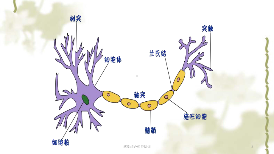 感觉统合师资培训课件.ppt_第3页