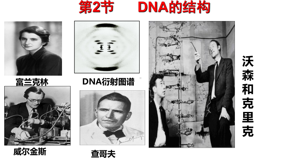 DNA的结构教学课件.pptx_第2页