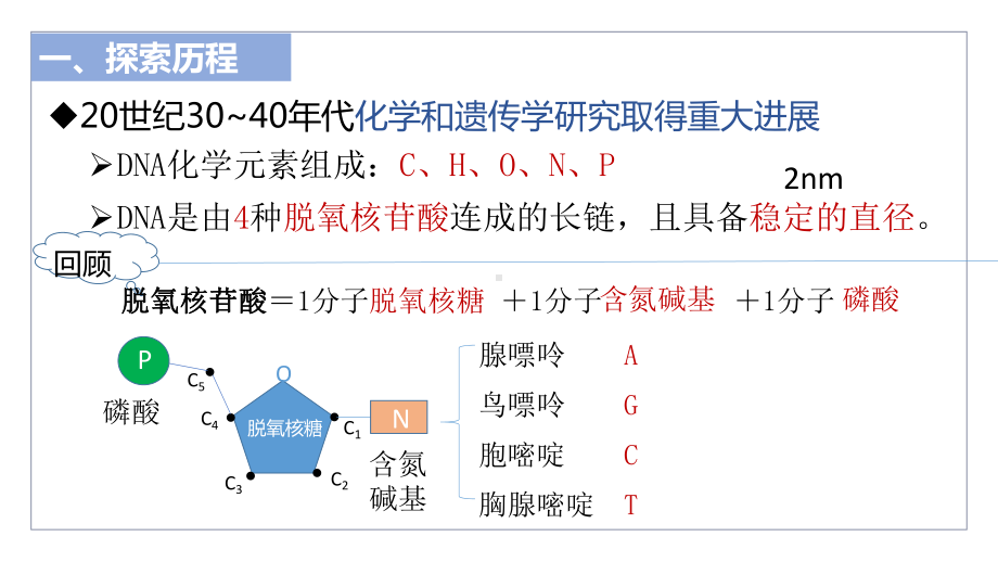 DNA的结构教学课件.pptx_第3页