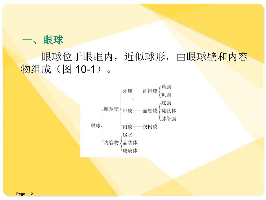 解剖学基础课件第章感觉器官-ppt课件.ppt_第2页