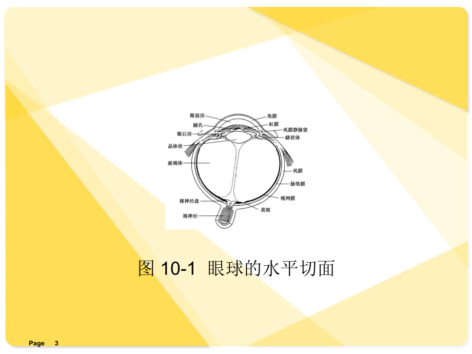 解剖学基础课件第章感觉器官-ppt课件.ppt_第3页