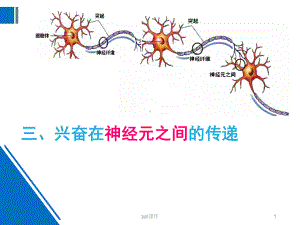 兴奋在神经元之间的传递-ppt课件.ppt