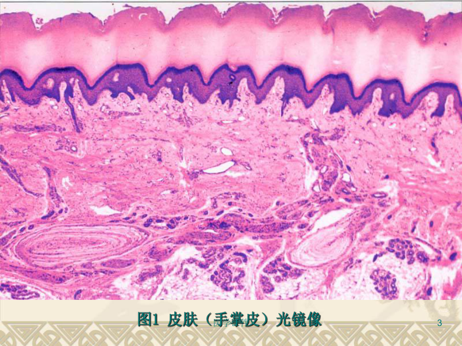 组织学与胚胎学-第11章-皮肤-PPT课件.ppt_第3页