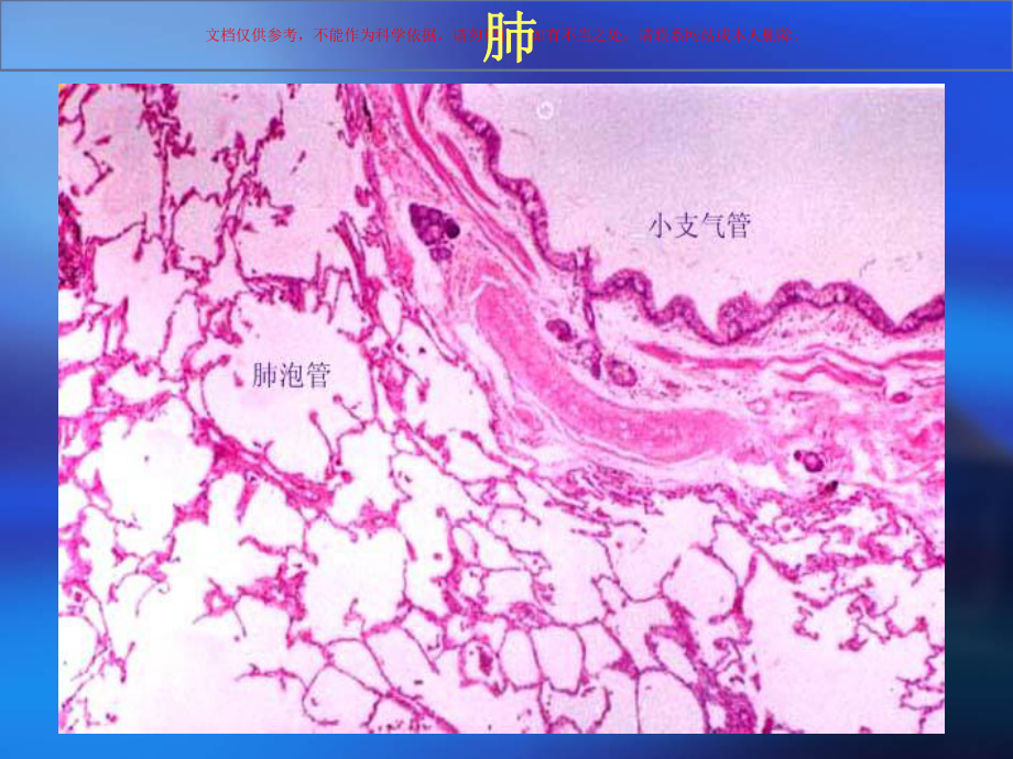 各器官组织切片课件.ppt_第3页